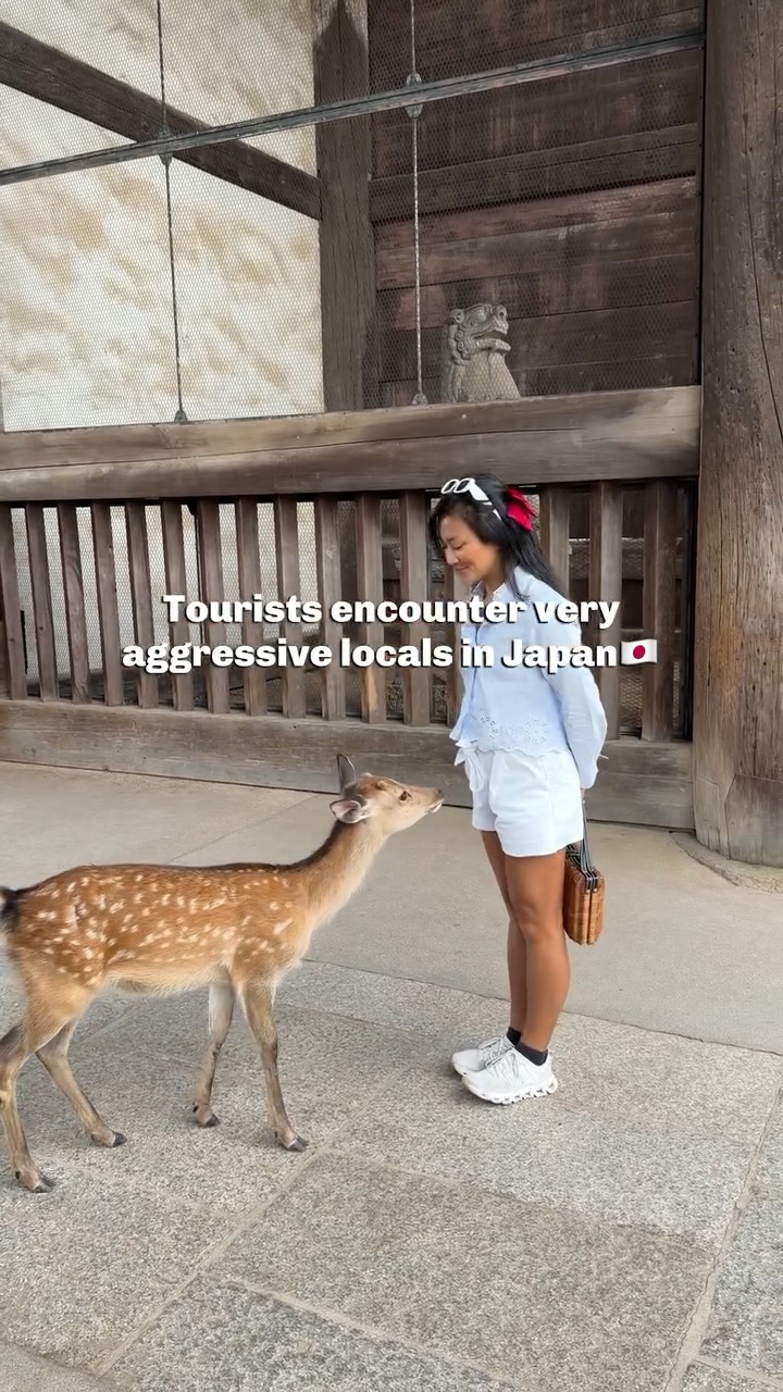 Nara Park Deer Feeding Tips for Tourists
