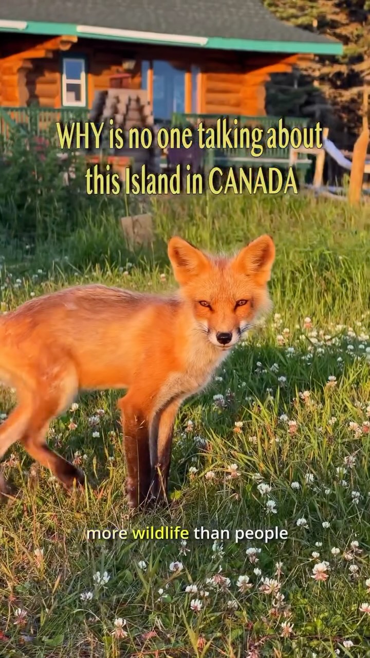 Remote Canadian Island Adventure