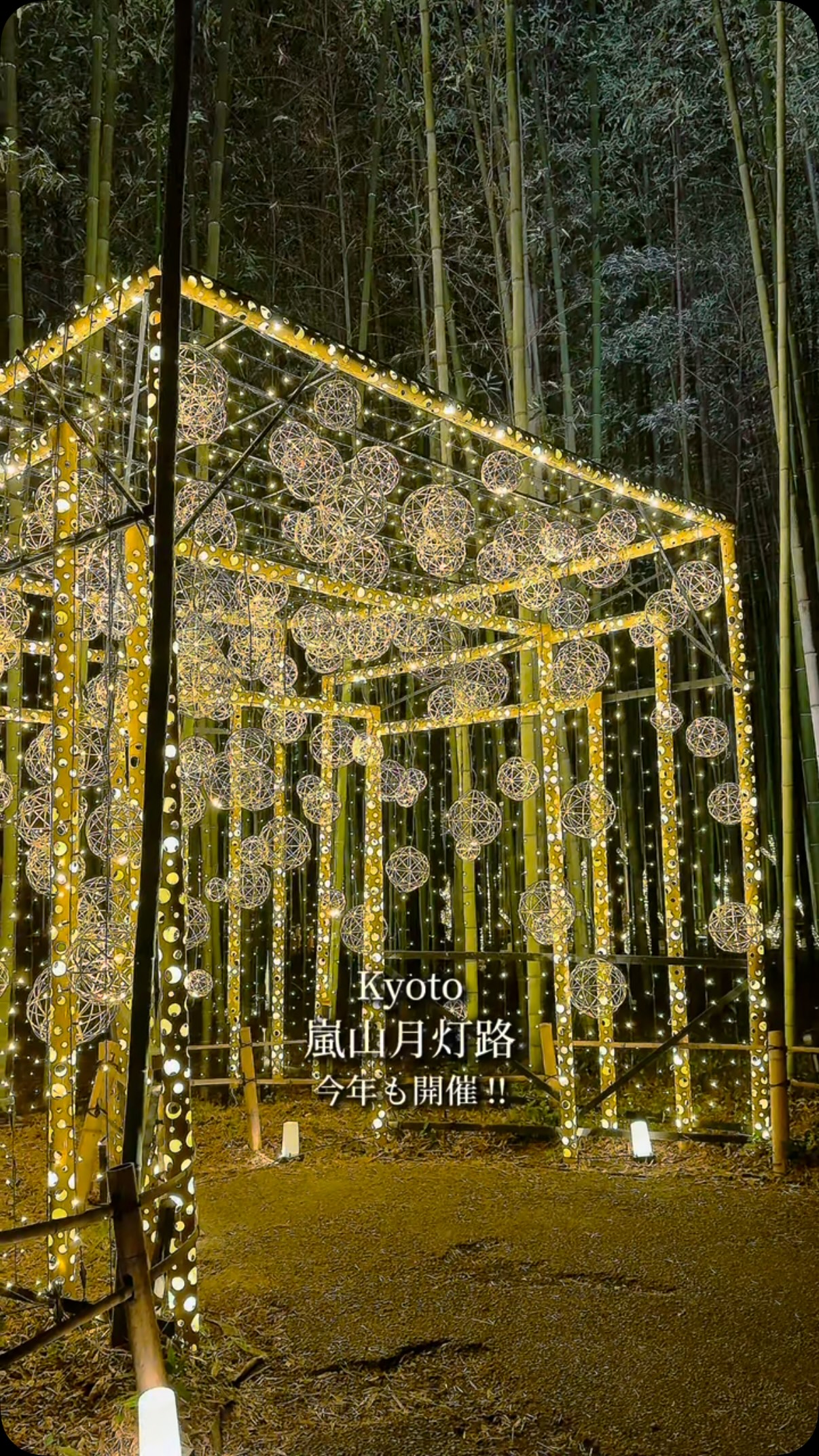 Arashiyama Bamboo Grove Light-Up Event Returns