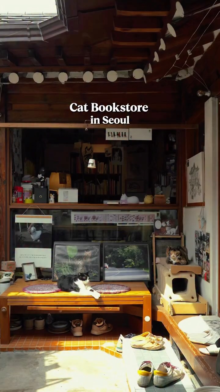 Cat-Themed Hanok Bookstore Welcomes Visitors