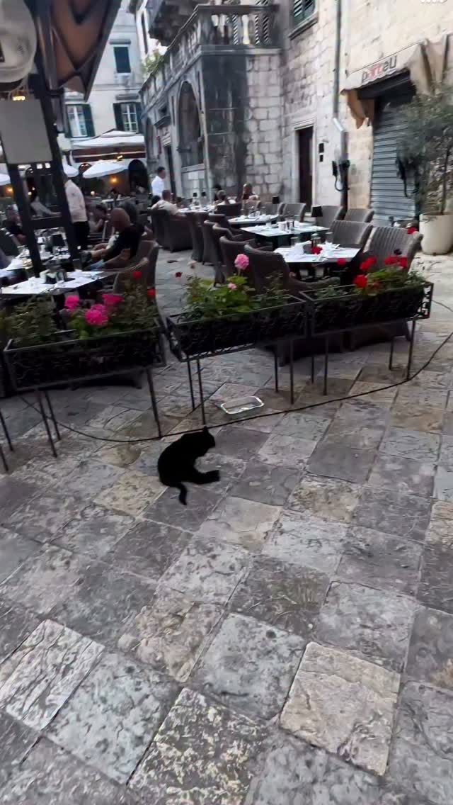 Kotor Cats Museum: A Feline Sanctuary