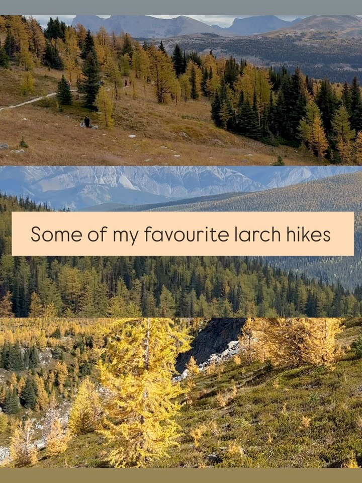Canadian Rockies Larch Hikes Showcase Stunning Scenery
