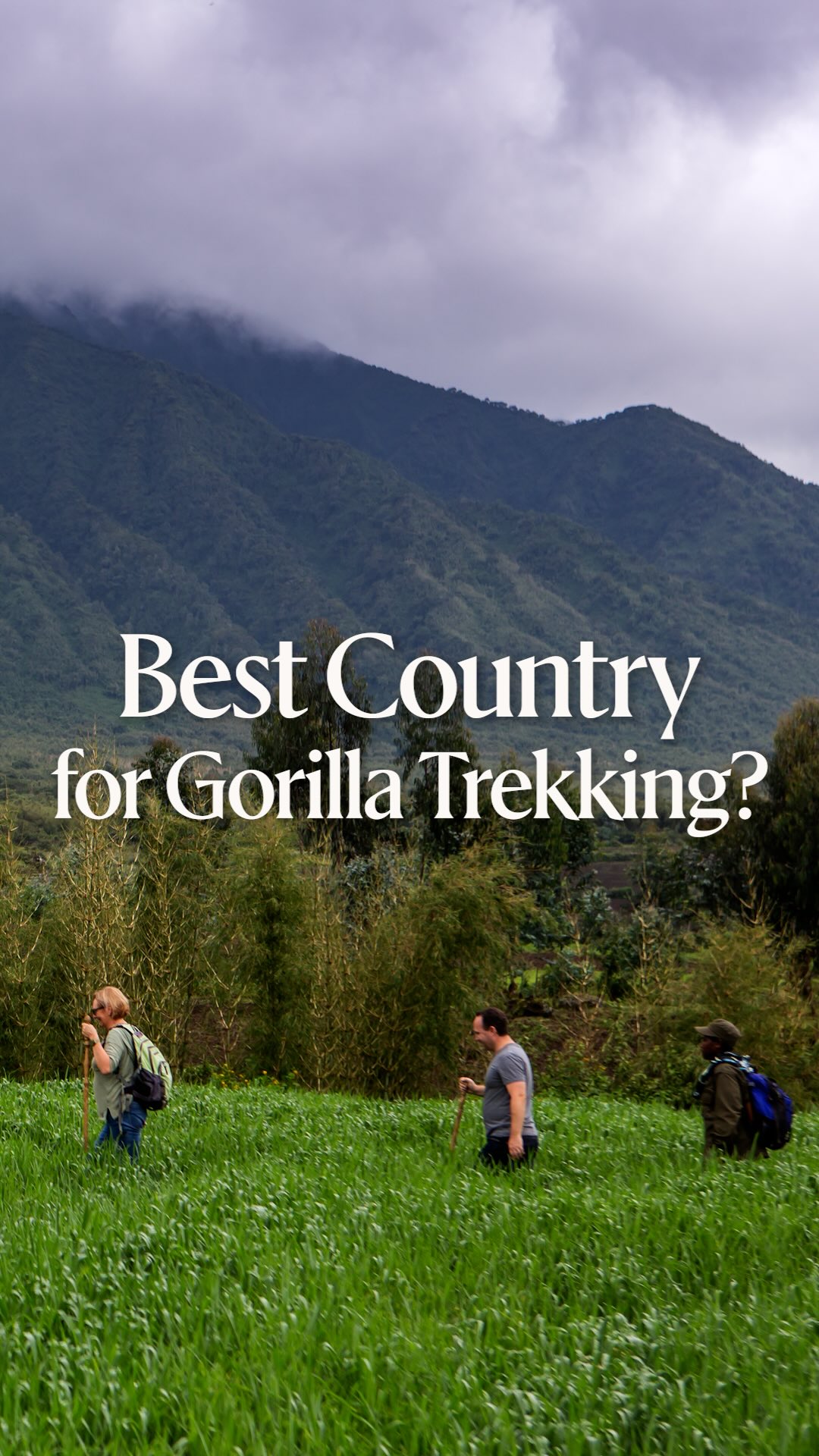 Gorilla Trekking Destinations in Central and East Africa