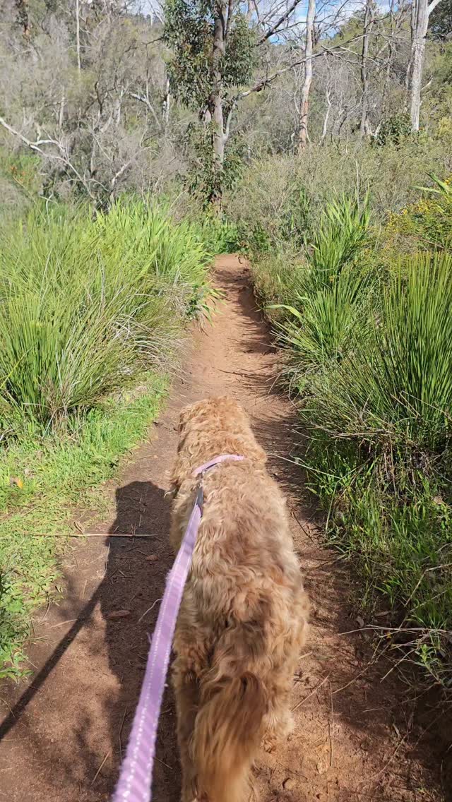 Dog-Friendly Trails in Perth Hills