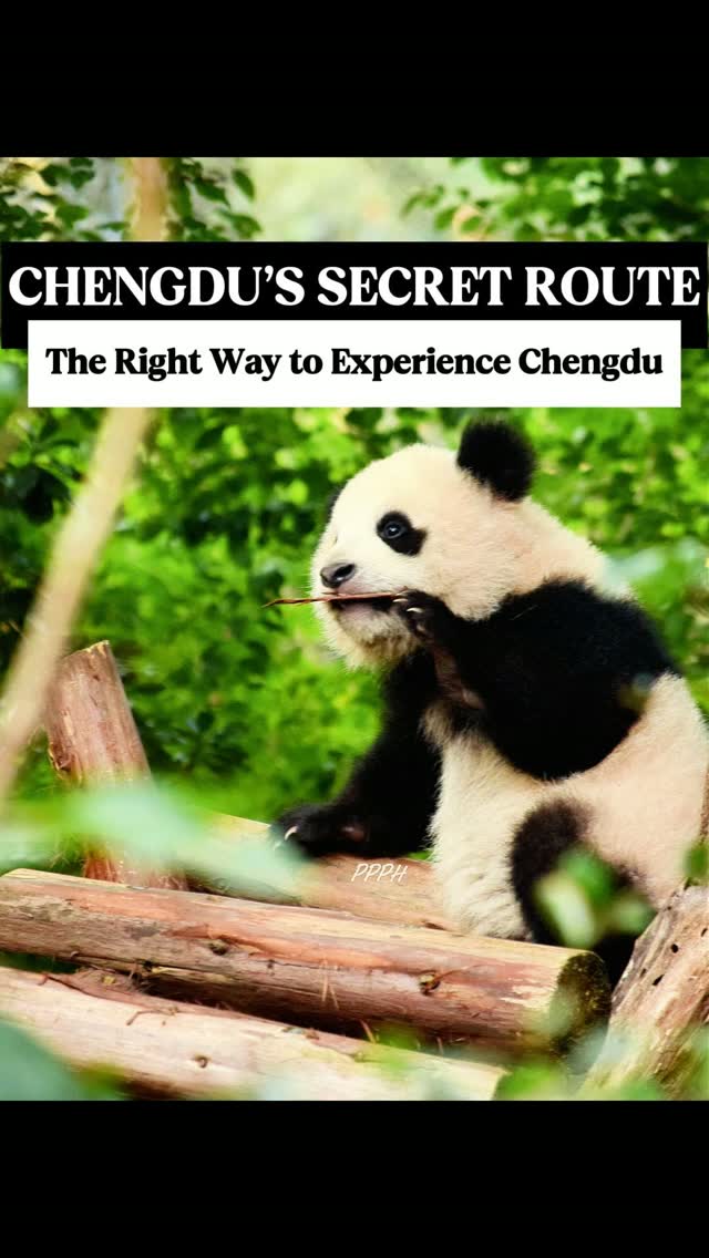 Chengdu Tourist Itinerary With Pandas And History