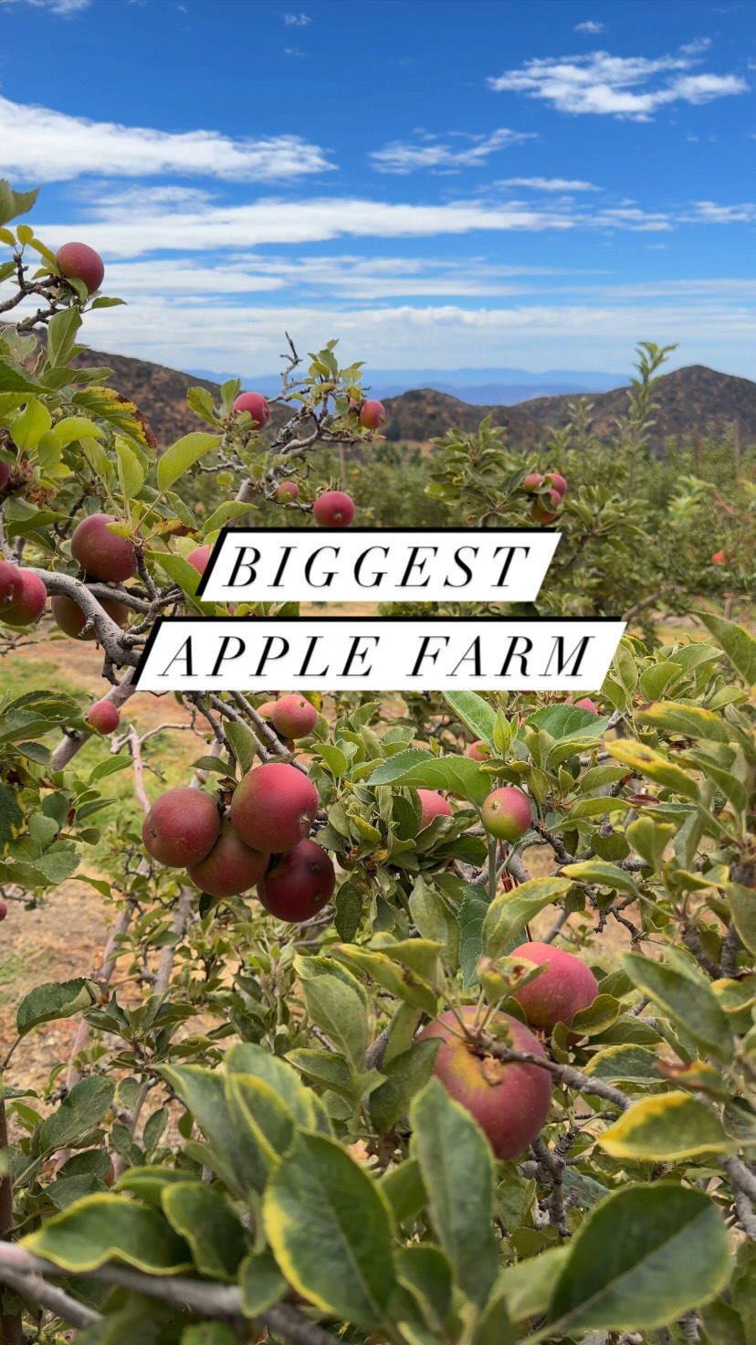Largest Apple Farm in Southern California Opens