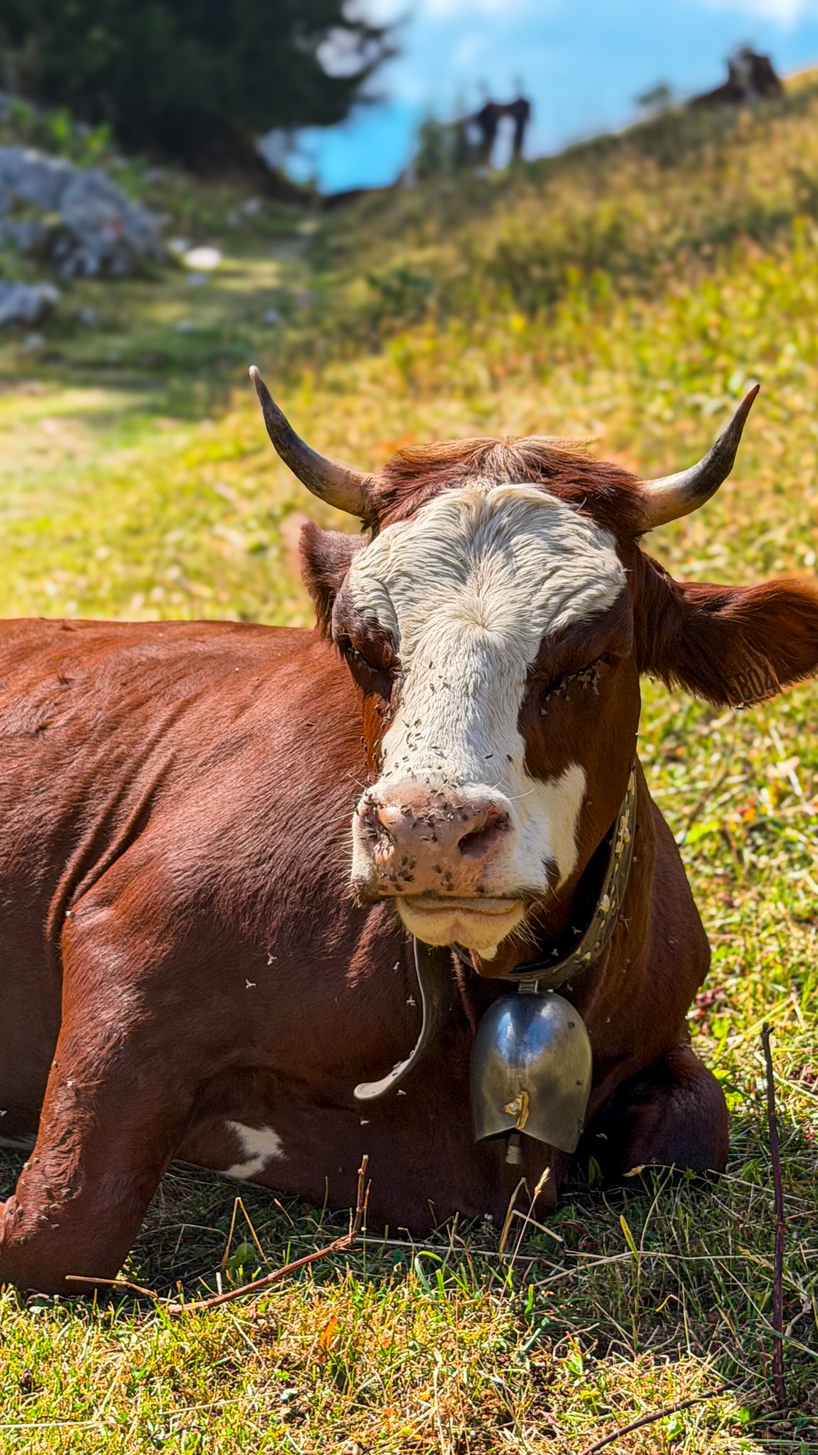3 Attractions in Auvergne-Rhône-Alpes
