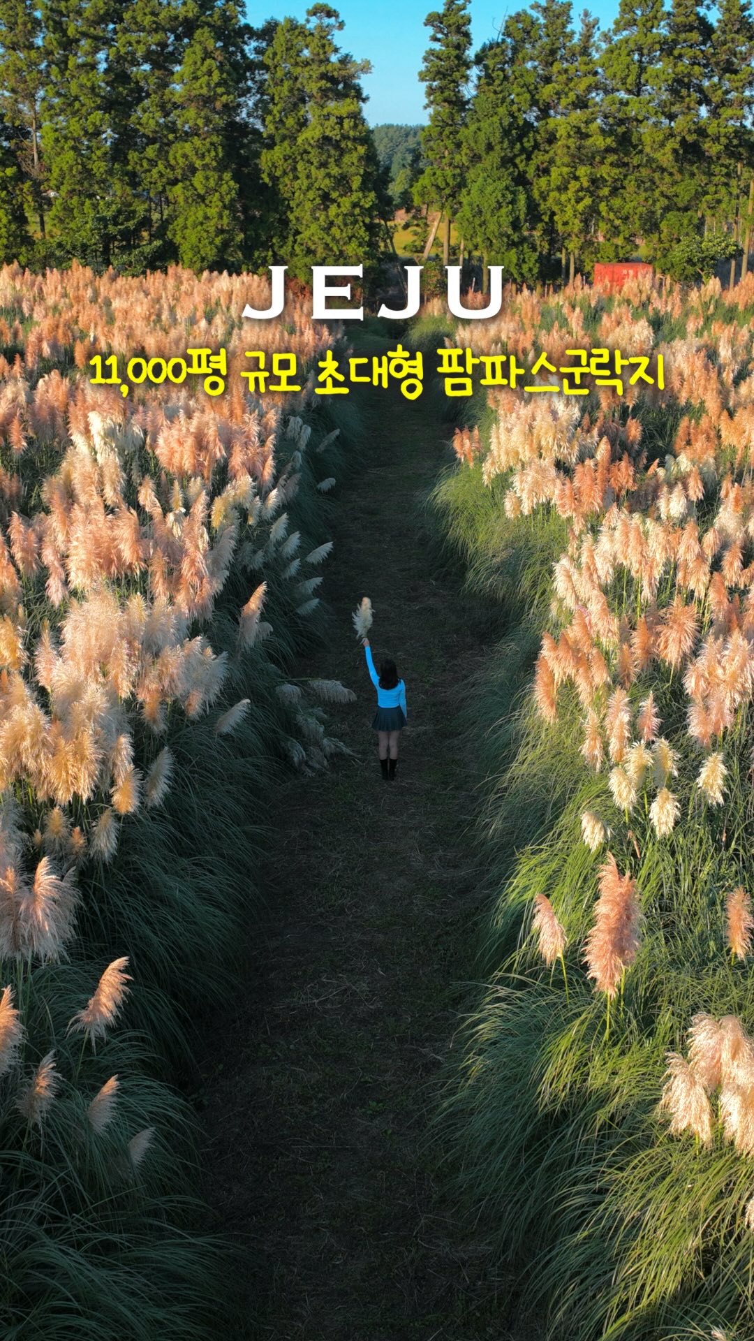 Vast Pampas Grass Fields Bloom in Songdang