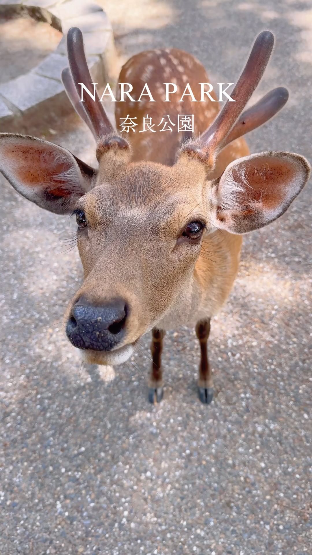 Nara Park's Bowing Deer