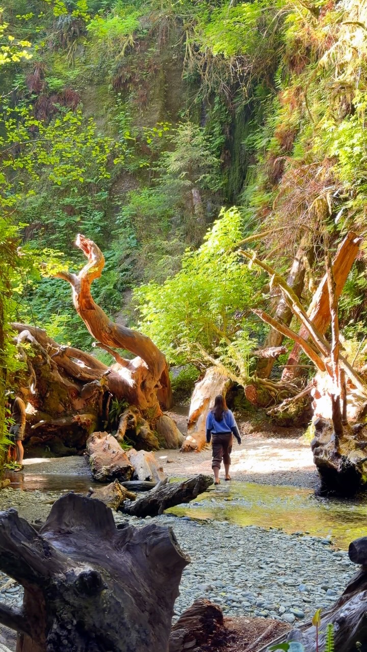 Jurassic Park's Fern Canyon and Redwood Parks