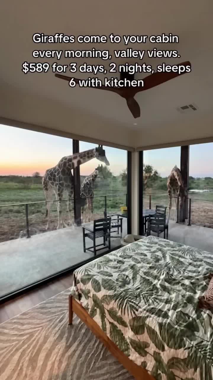 Texas Safaris Offer Overnight Giraffe Encounters