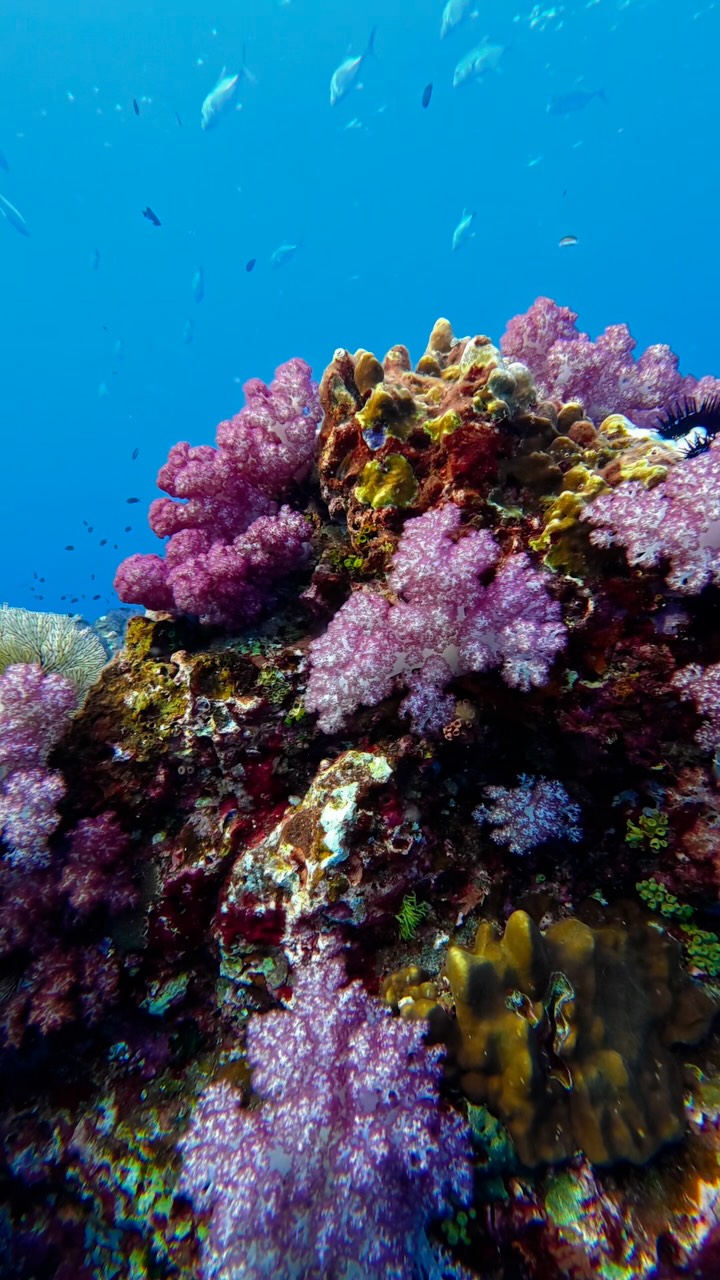 Thailand's Similan Islands And Ko Tao