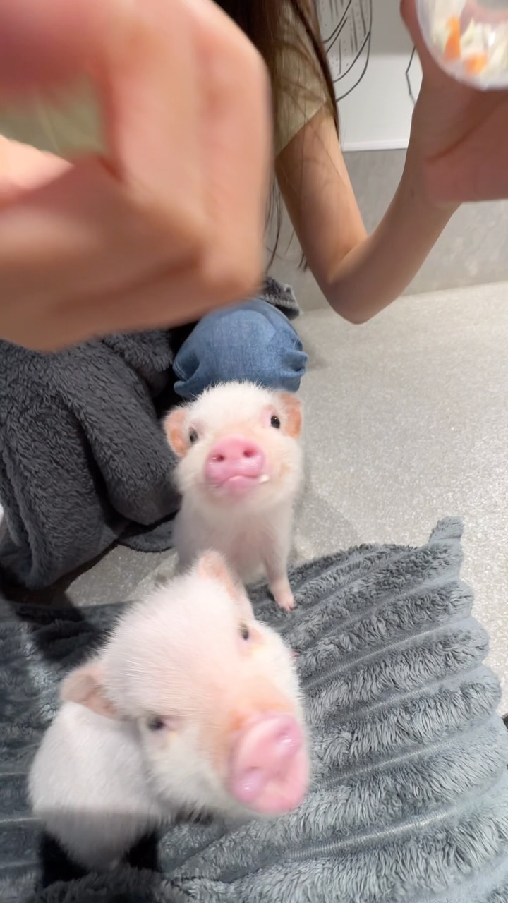 Pig Cafe Offers Unique Yoyogi Park Experience