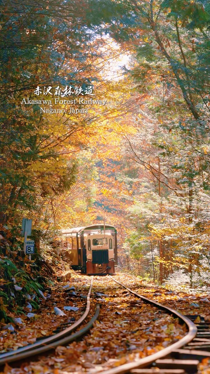 Forest Railway Journeys Through Autumn Foliage