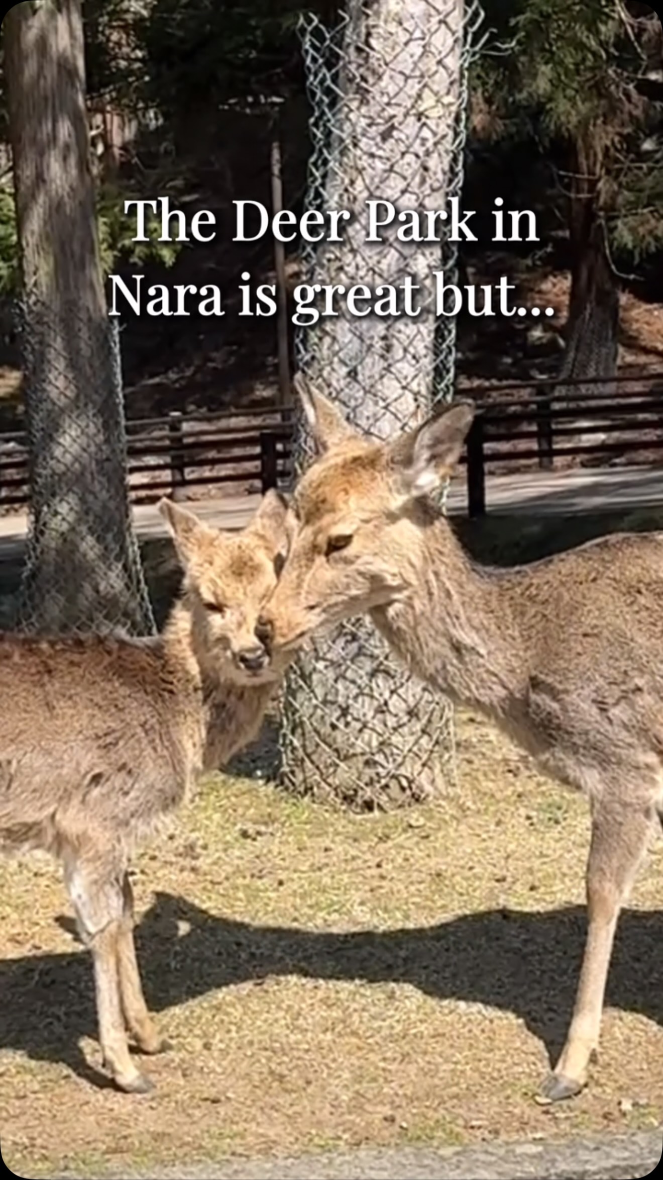 Underrated Nara Park Alternative with Blossoms