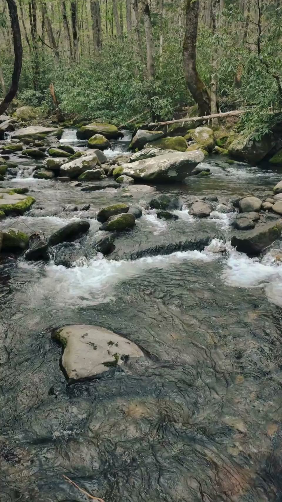 Great Smoky Mountains National Park Scenic Drives