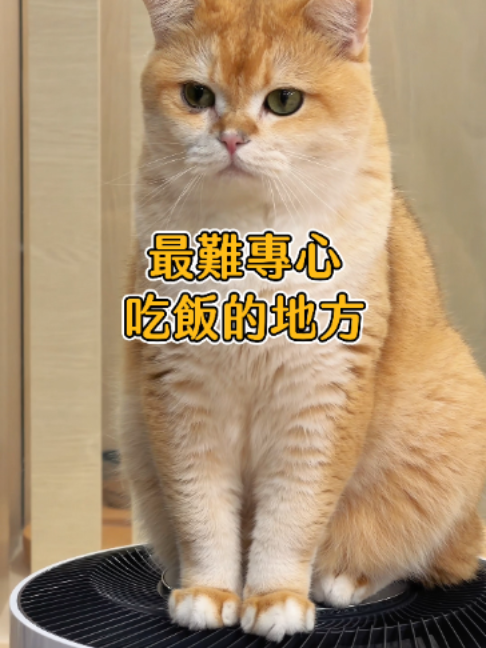 Cat Cafe Offers Unique Dining and Dessert Options