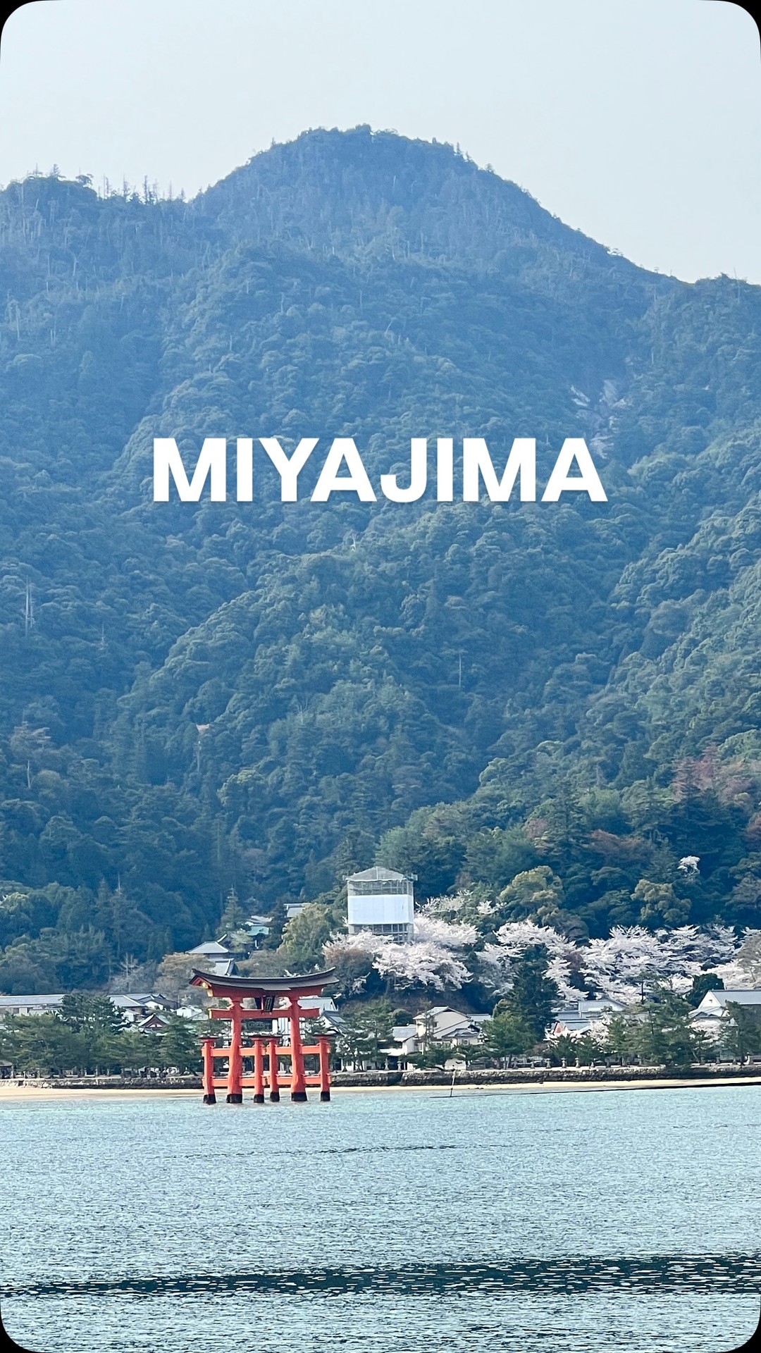 Miyajima Island's Shrines, Shops, and Cherry Blossoms