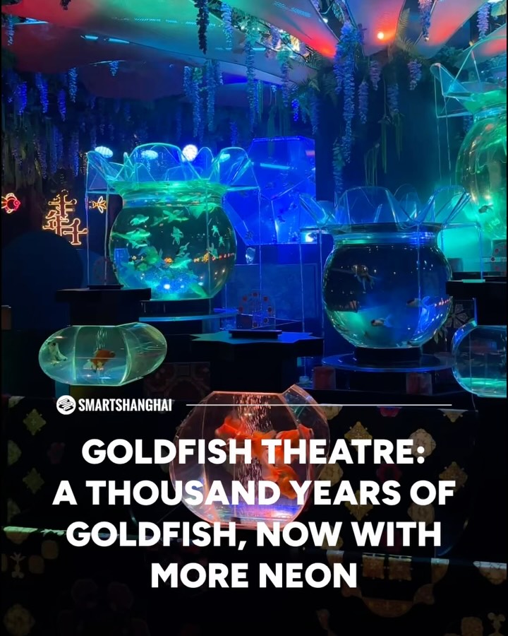 Immersive Goldfish Exhibition Offers Surreal Experience