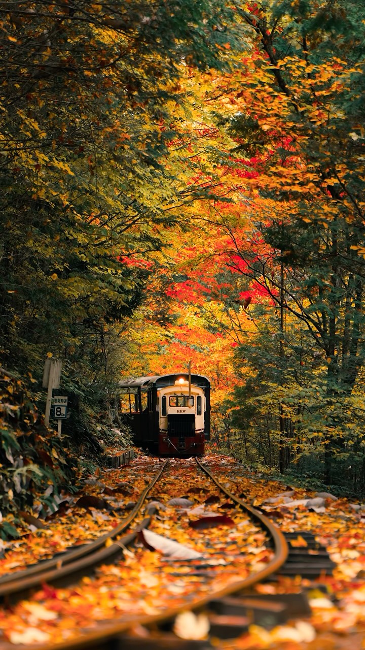 Akasawa Forest Railway's Natural Beauty