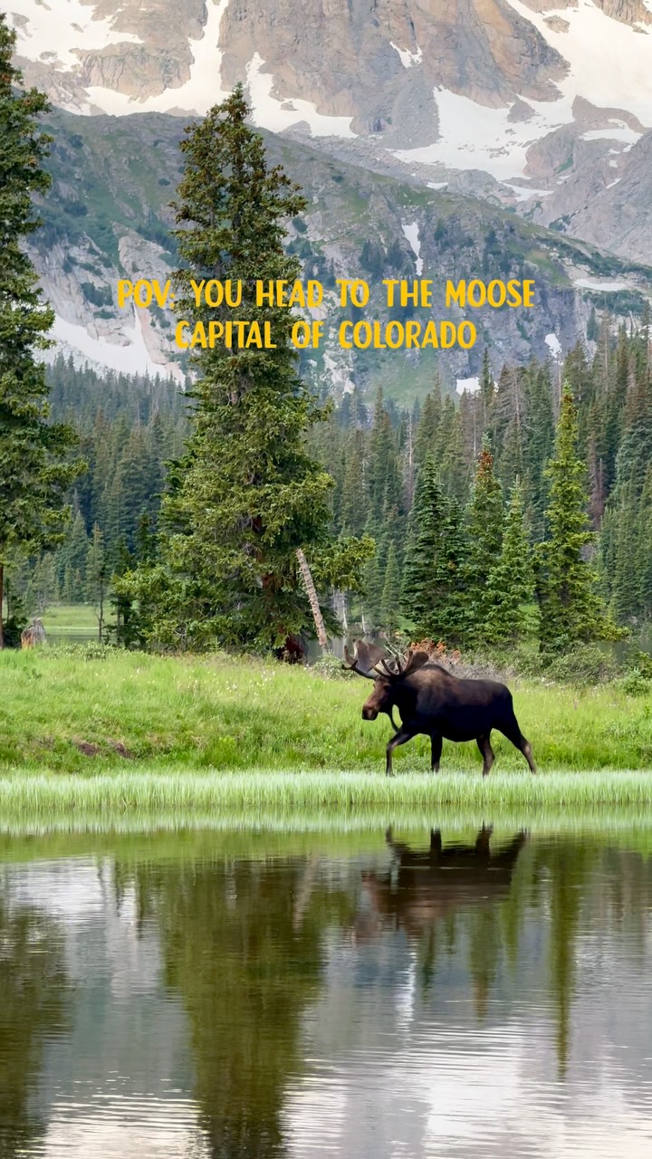 Colorado Trails For Guaranteed Moose Sightings