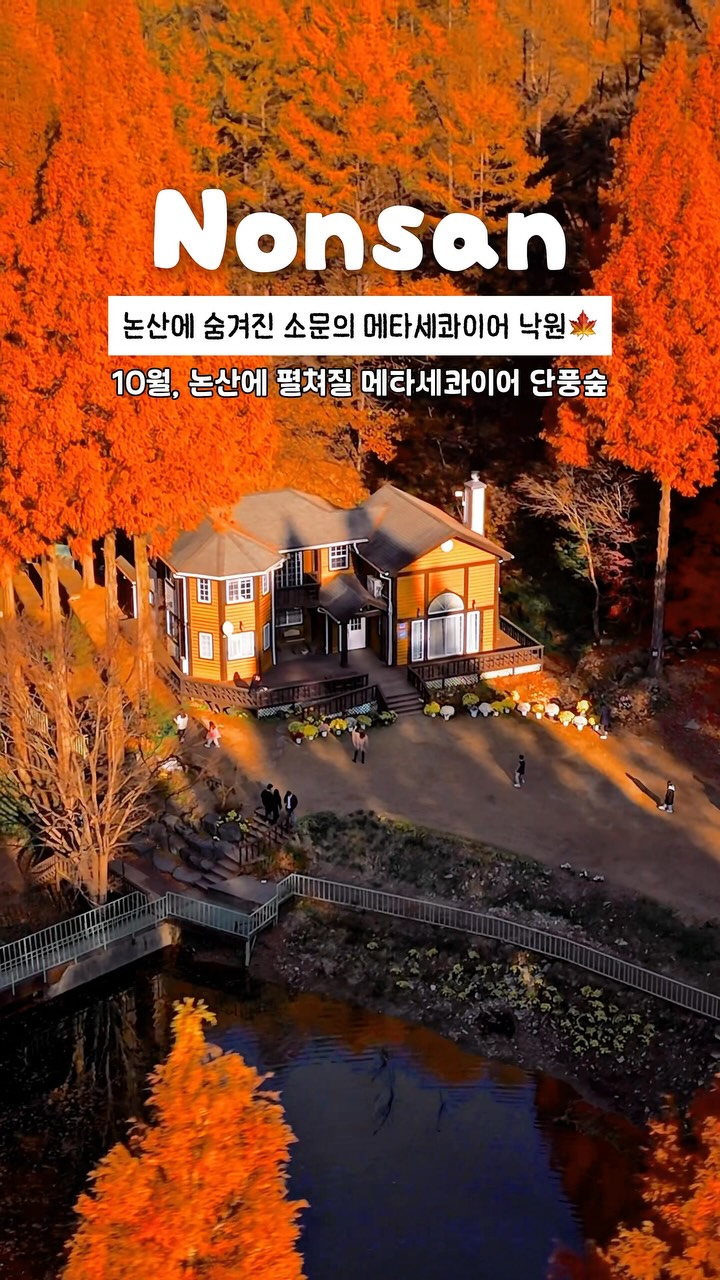 Metasequoia Forest's Autumn Beauty in South Korea