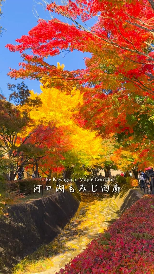 Lake Kawaguchi Autumn Maple Corridor and Museum