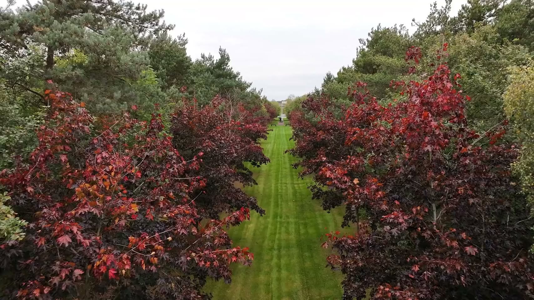 National Memorial Arboretum Offers Autumnal Reflections