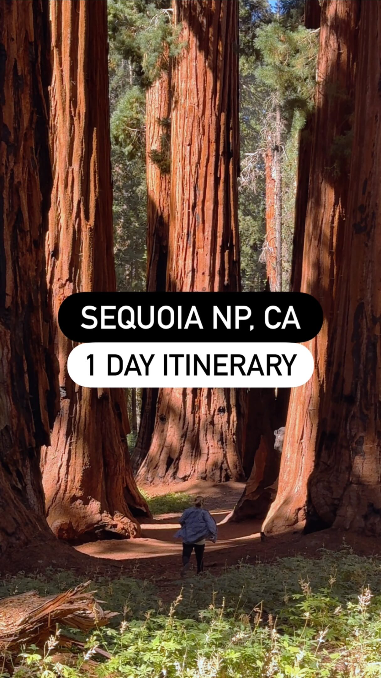 Explore Giant Sequoias and Kings Canyon National Parks