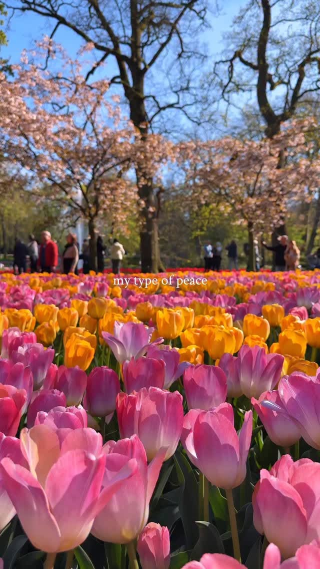 Dutch Spring Tulip Destinations
