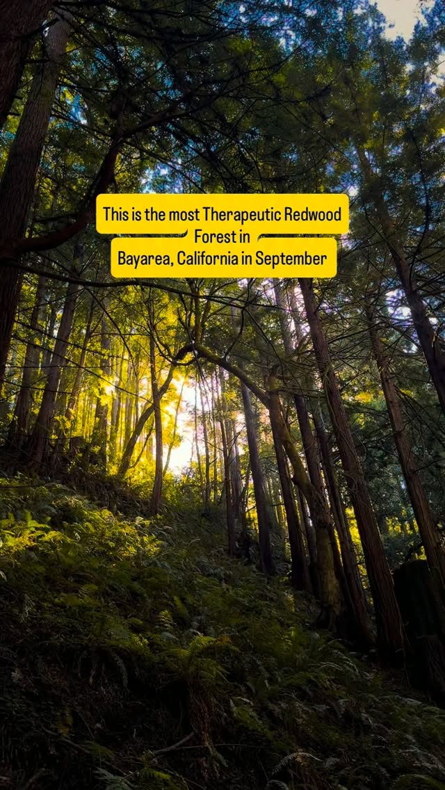 Purisima Creek Redwoods Offers Serene Trails