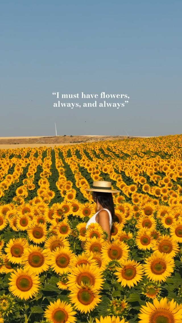 Provence Lavender Fields and Stunning Hotels
