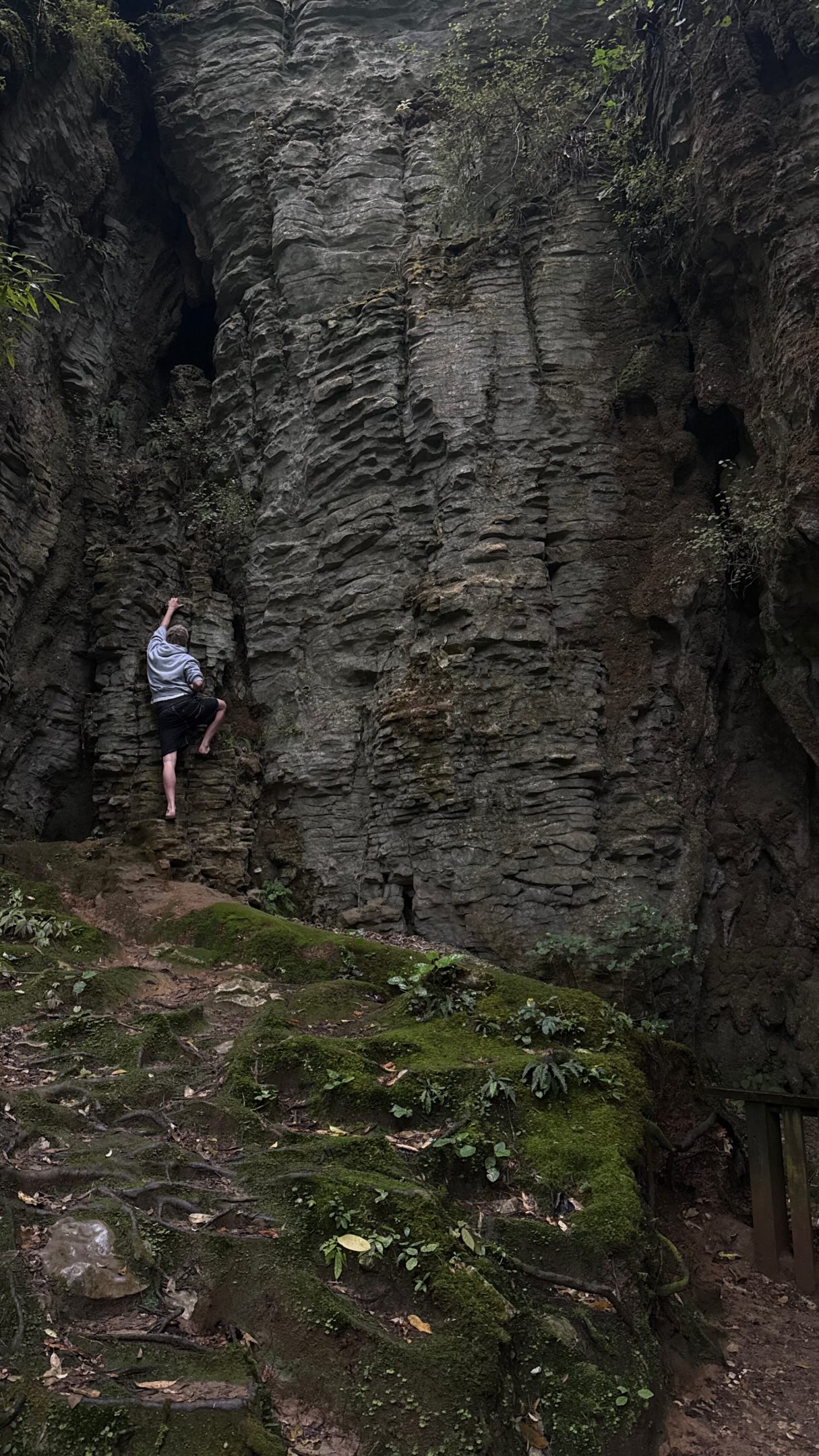 Ruakuri Bushwalk: Caves, Cliffs, and Native Bush