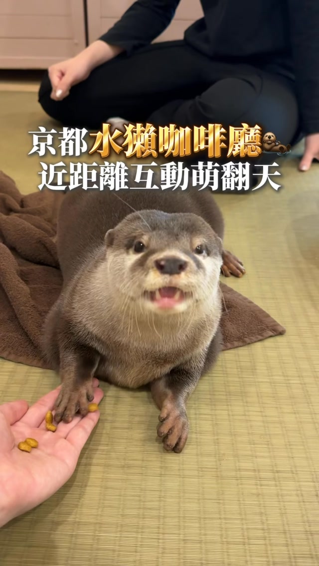 Kyoto Otter Cafe Offers Adorable Animal Interactions