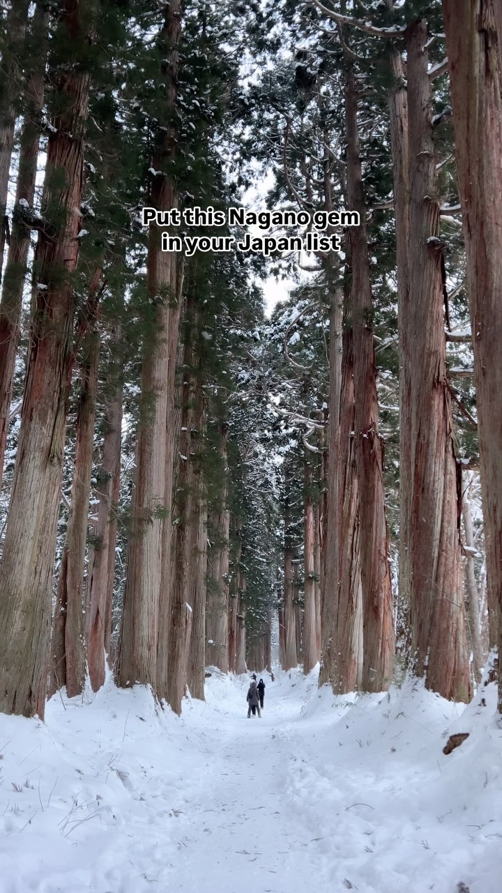 Togakushi Shrine: A Sacred Cedar Forest Journey