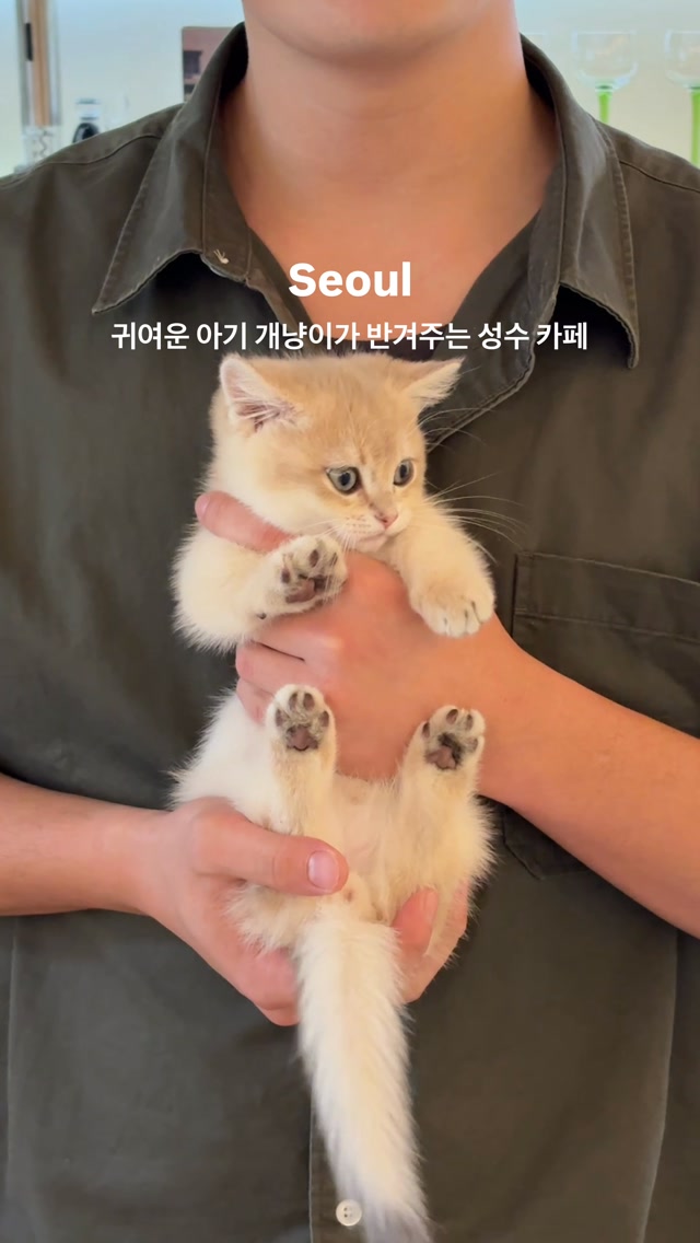Cozy Seoul Cafe With A Resident Kitten