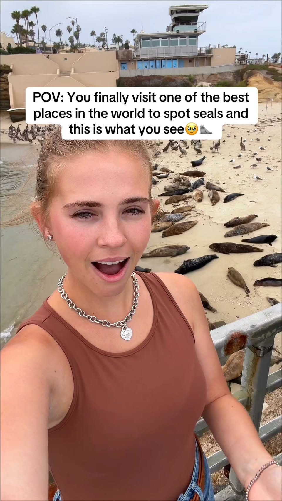 La Jolla Cove: A Haven for Seals and Sea Lions