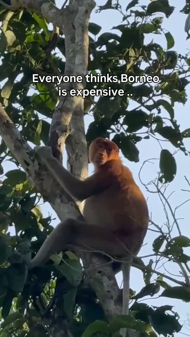 Sabah Travel Guide: Affordable Borneo Adventures