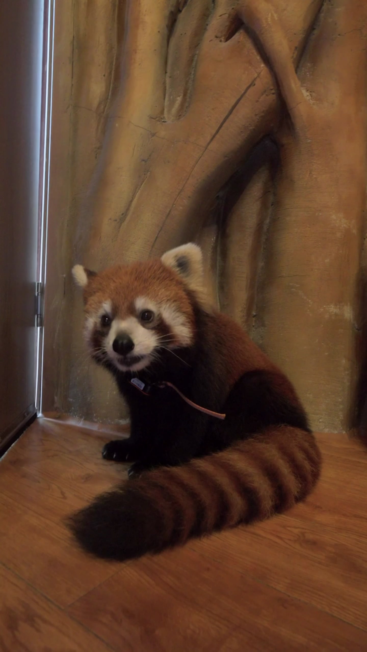 Chengdu Panda Hotel For A Wild Stay