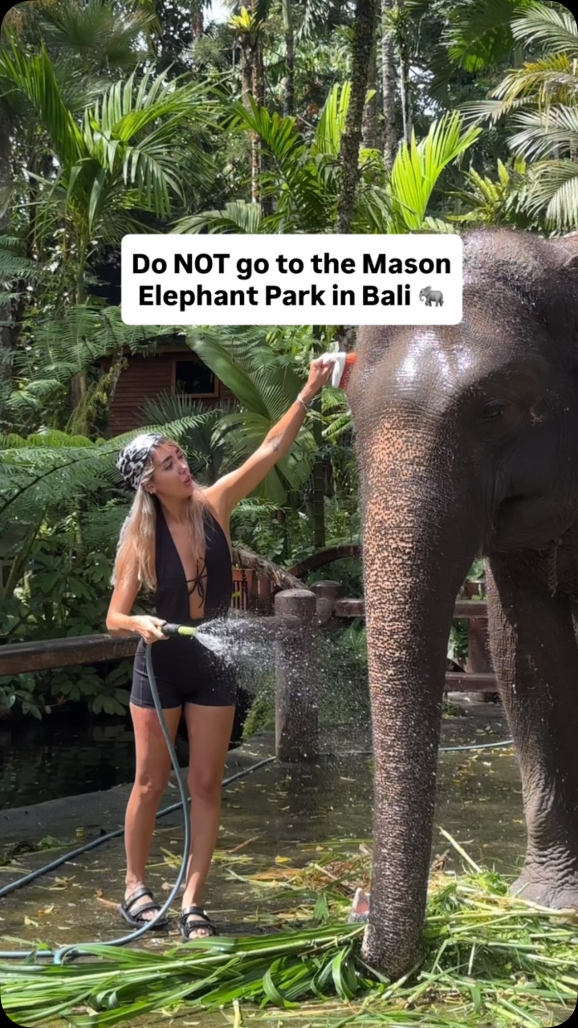 Elephant Encounters In Bali