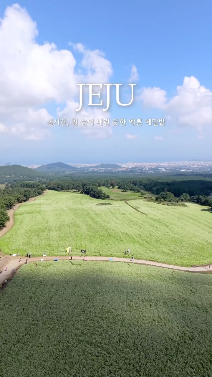 Jeju's White Buckwheat Snow Field