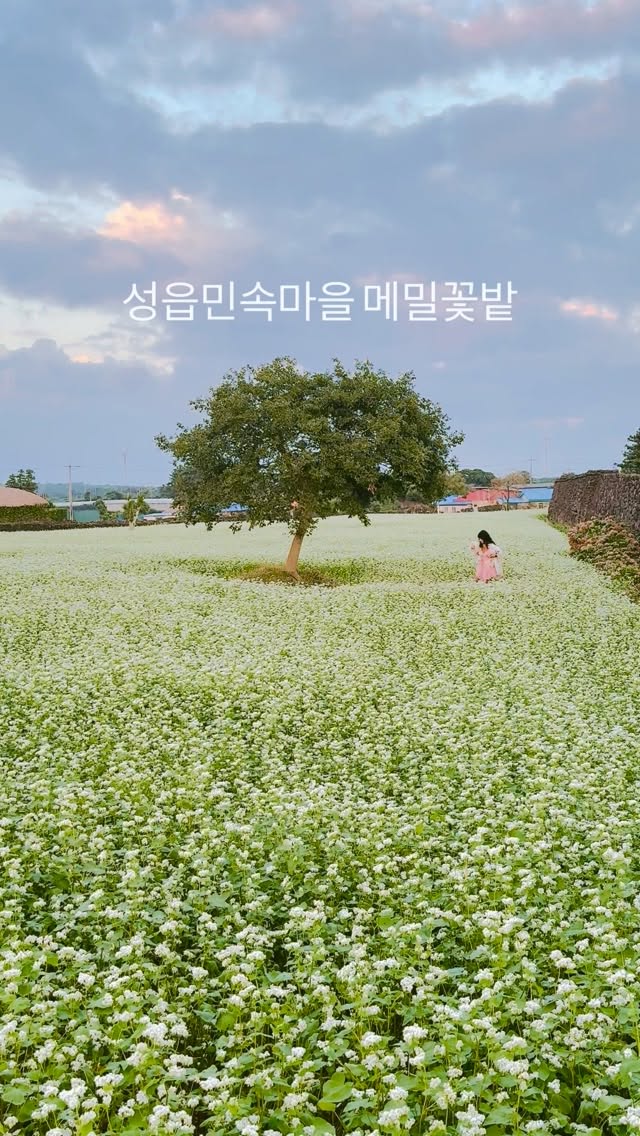 Jeju's Seongeup Folk Village Buckwheat Bloom