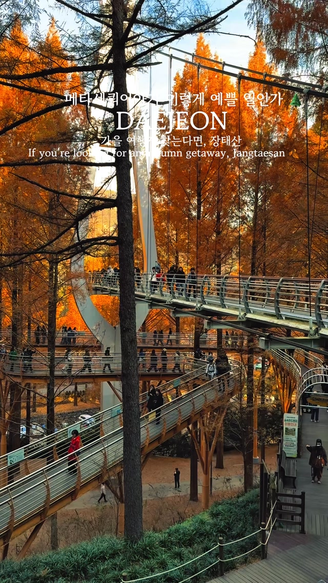 Jangtaesan Natural Recreation Forest's Autumn Trails