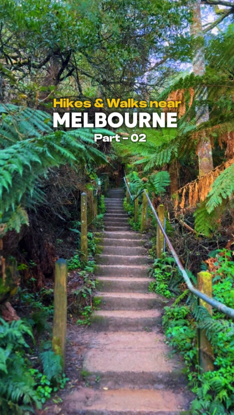 Melbourne's Rainforest Memorial Bushwalk
