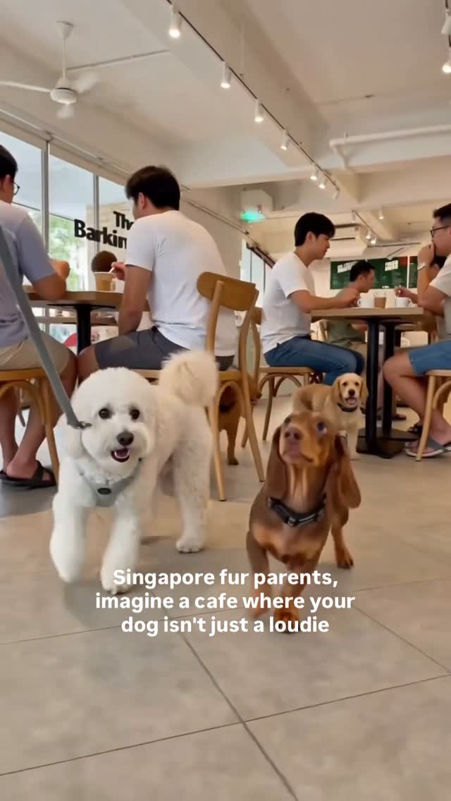 Pet Cafe Offers Indoor Play and Dining