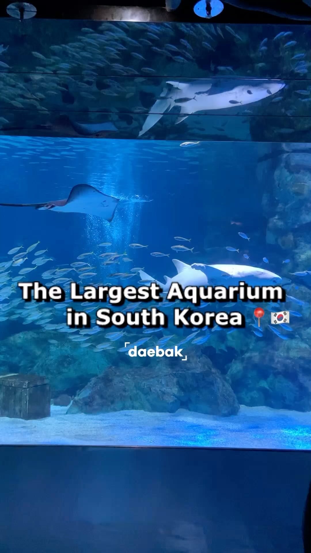 South Korea's Largest Aquarium in Seoul