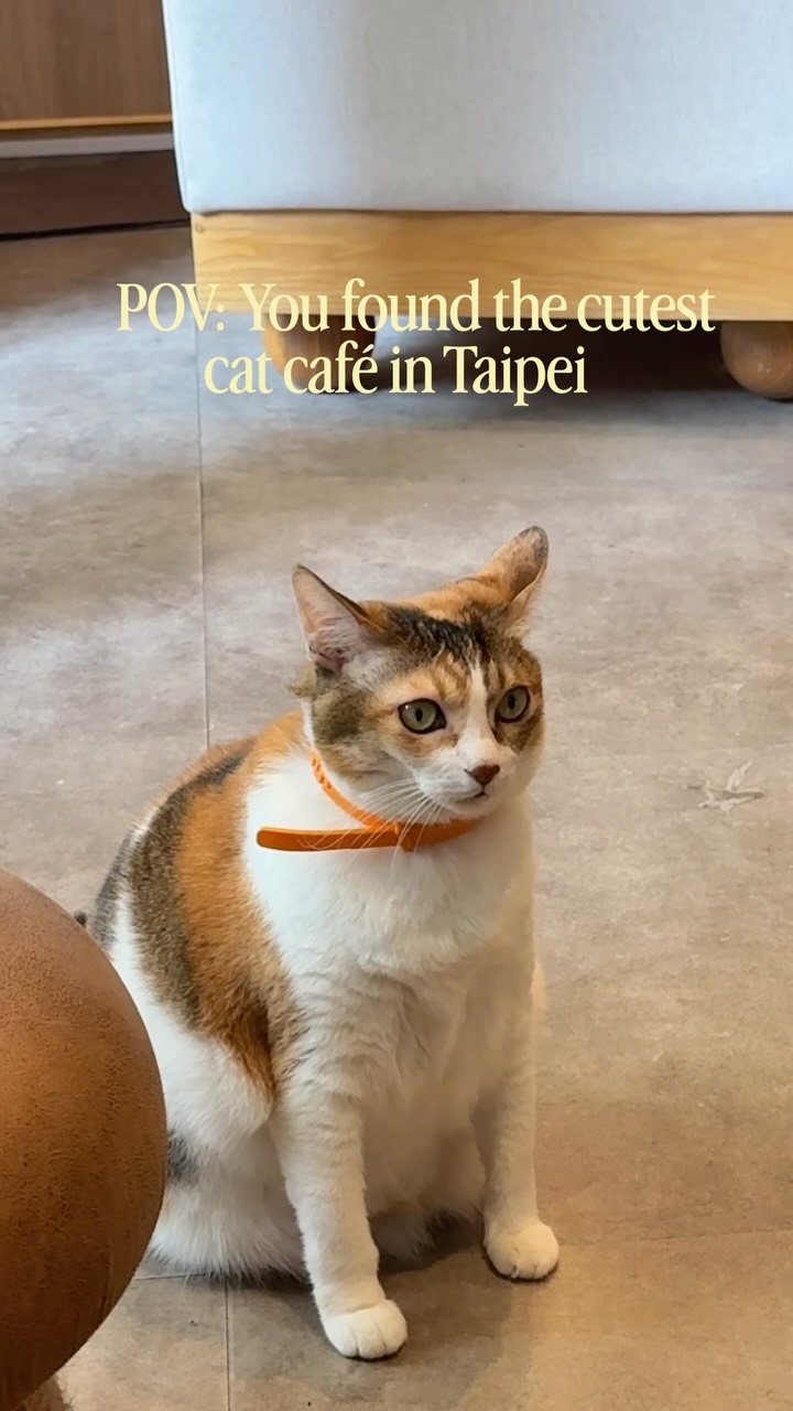 Taipei Cat Cafe Offers Brunch and Feline Fun