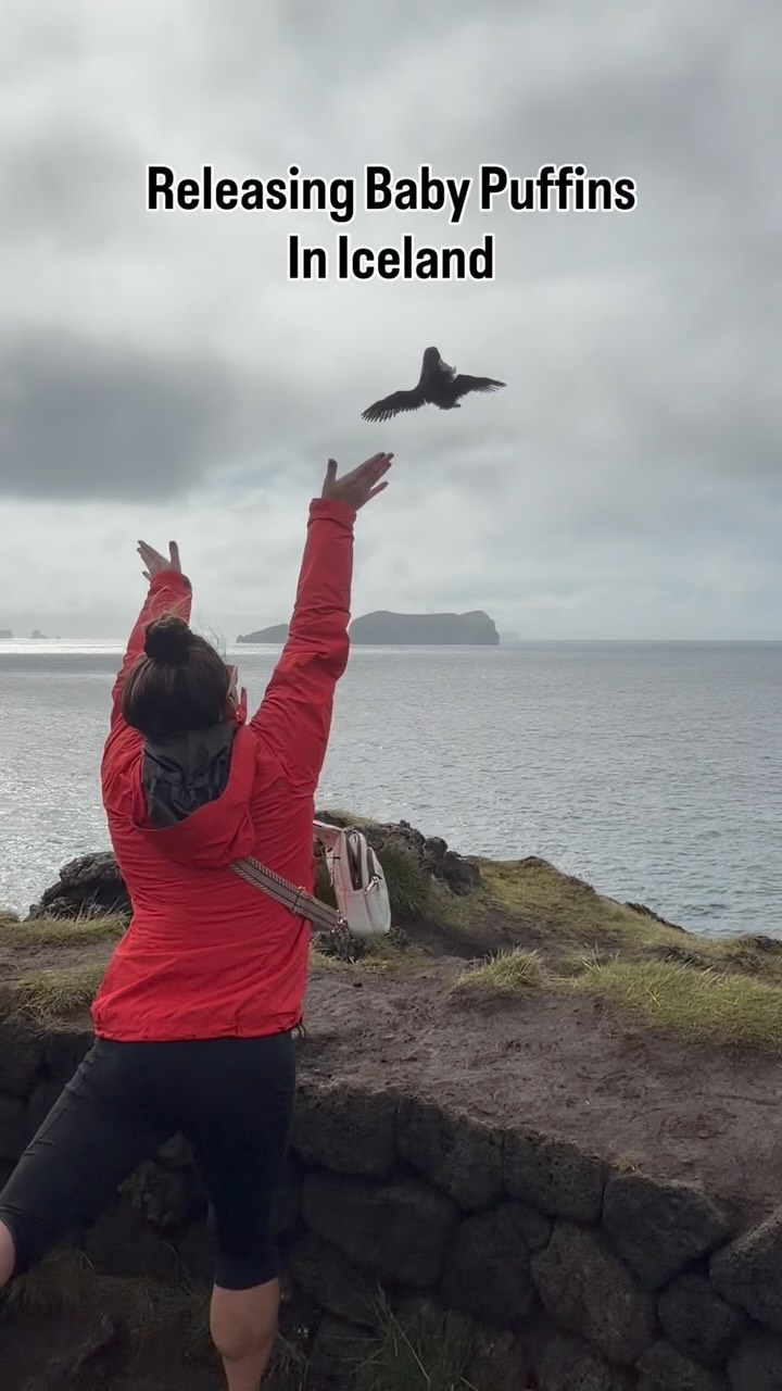 Icelandic Puffins Rescued and Released