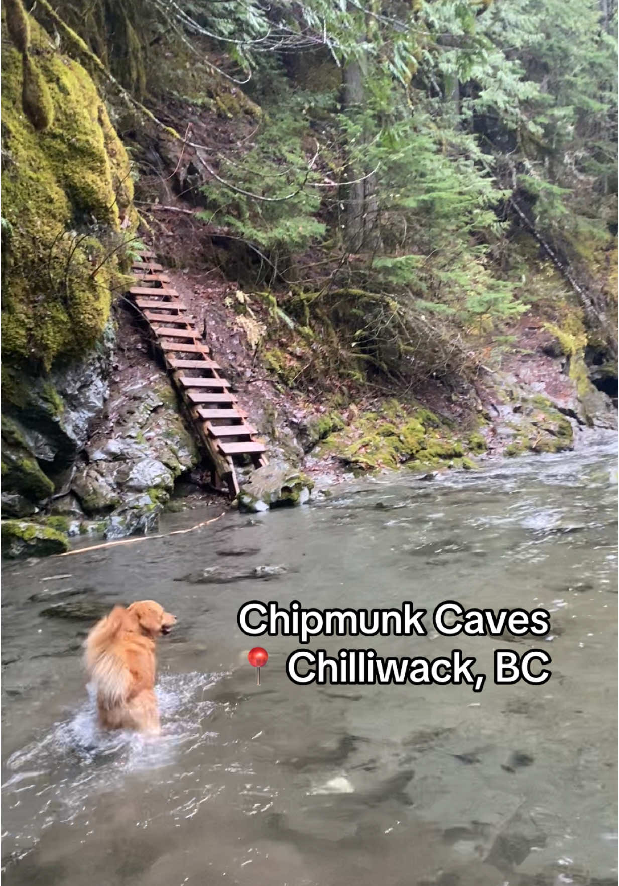 Fraser Valley's Hidden Chipmunk Caves