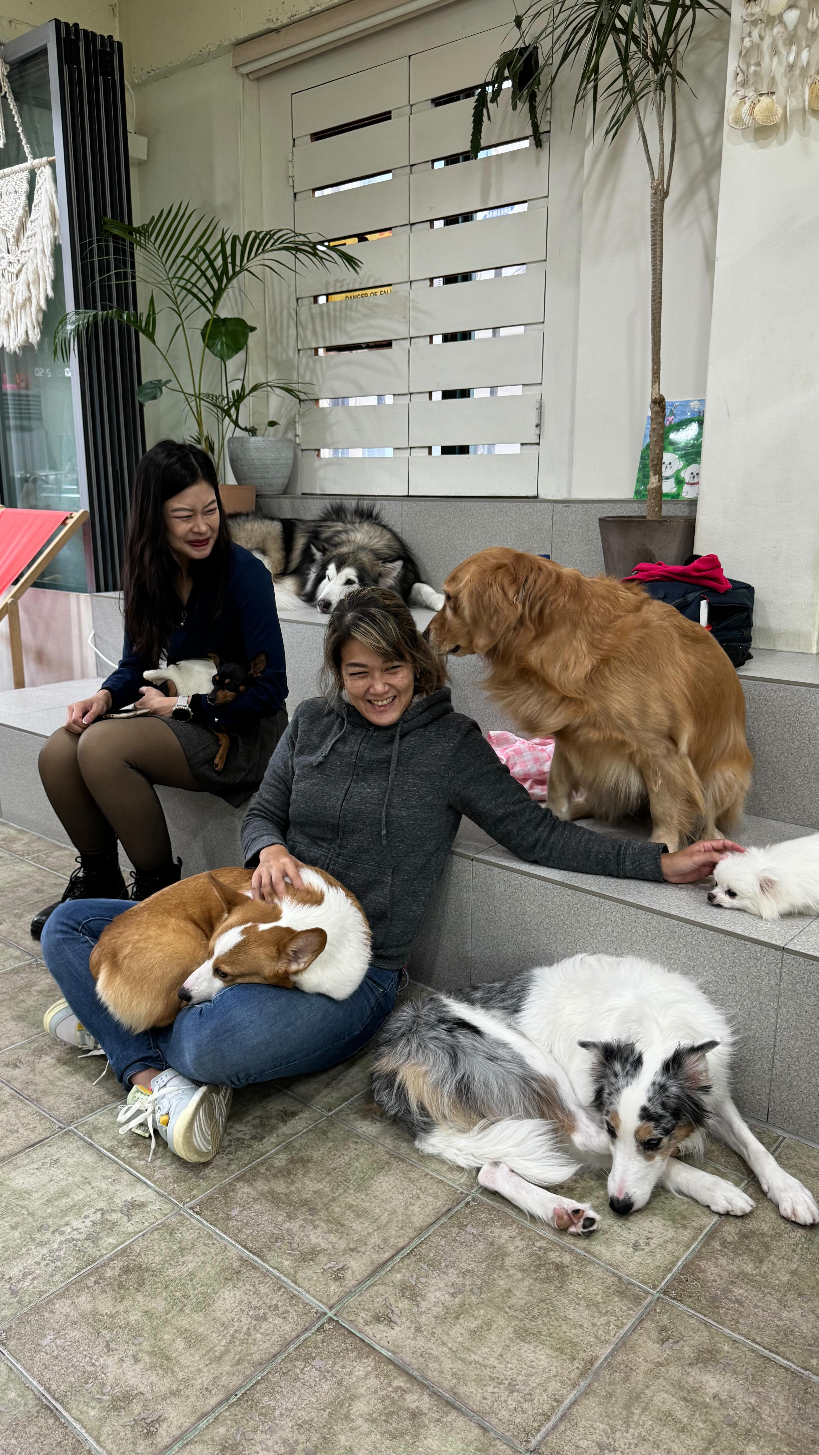 Cute Dog Cafe Experience in Seoul
